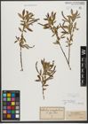 Foto von Salix triandra subsp. amygdalina (L.) Schübl. & G. Martens